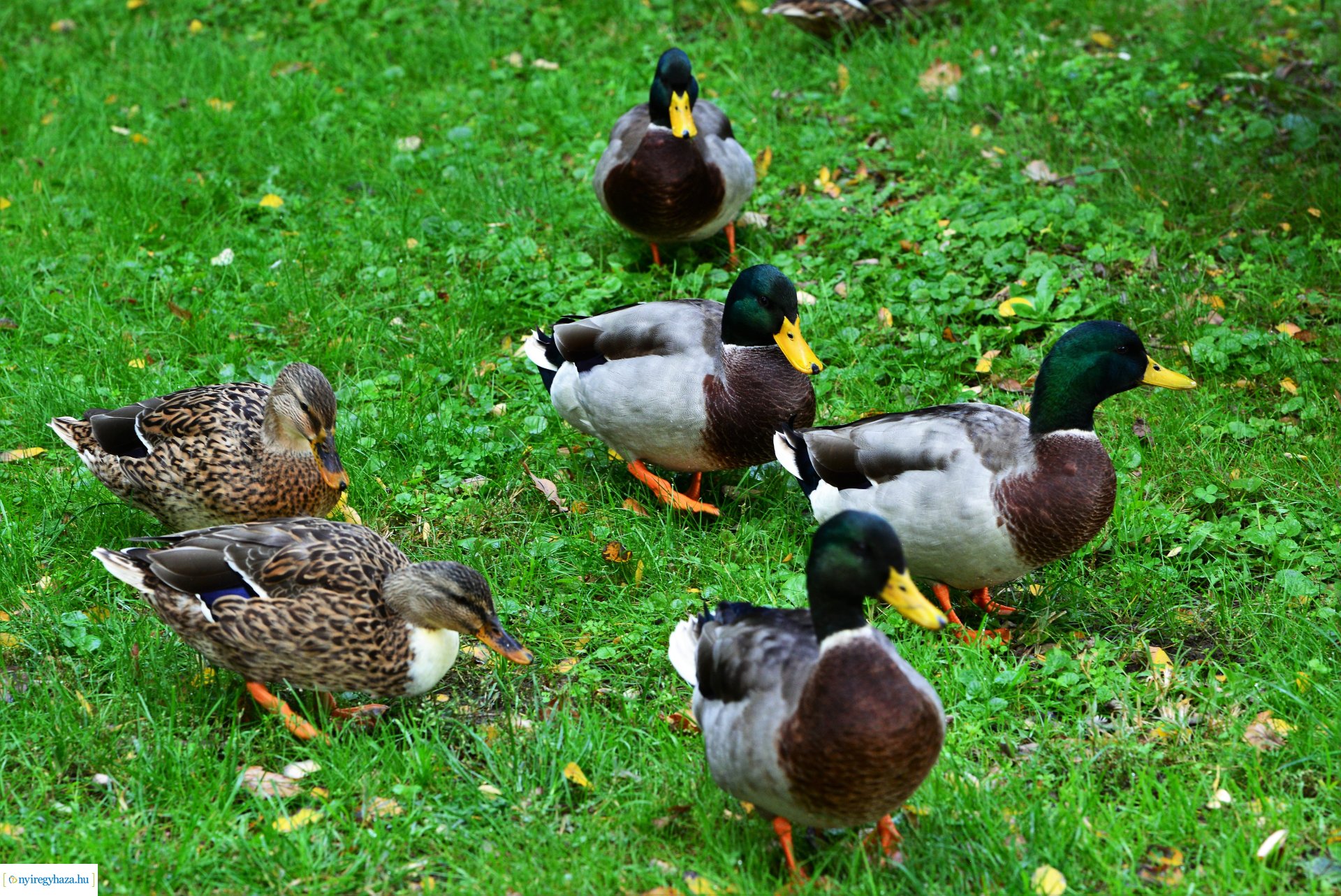 Sóstóra beköszöntött az ősz