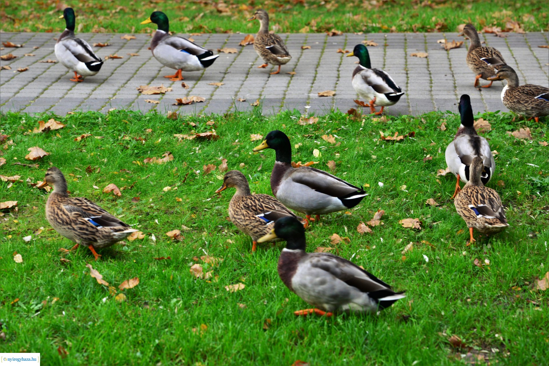 Sóstóra beköszöntött az ősz