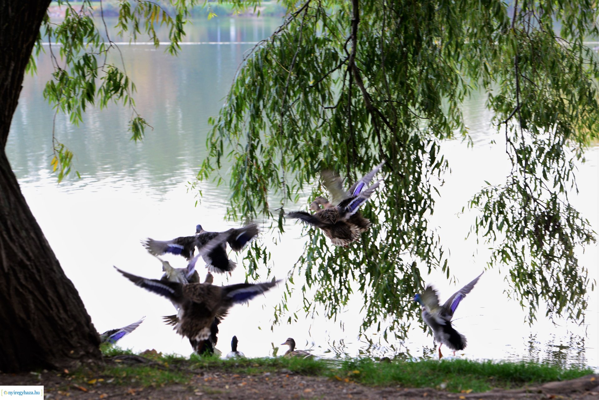 Sóstóra beköszöntött az ősz