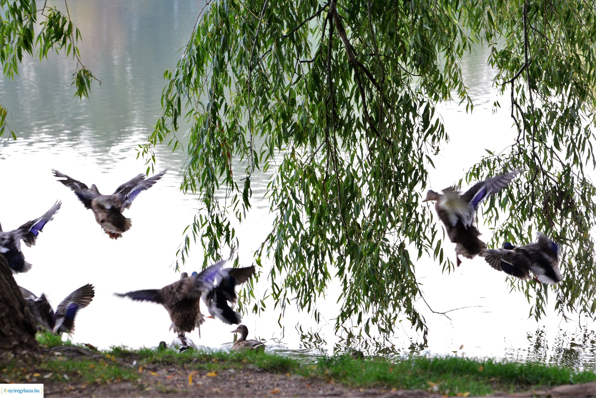 Sóstóra beköszöntött az ősz