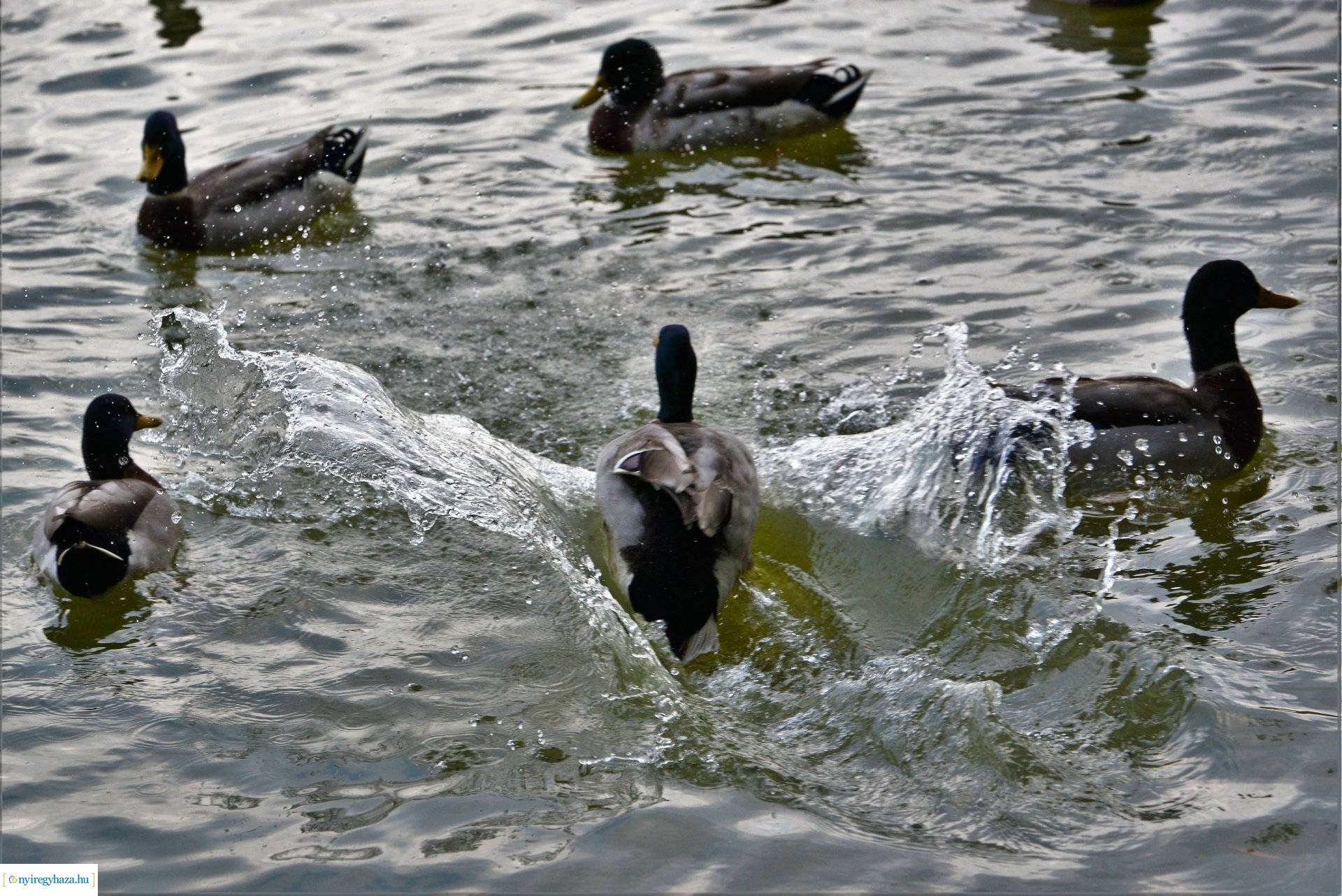 Sóstóra beköszöntött az ősz