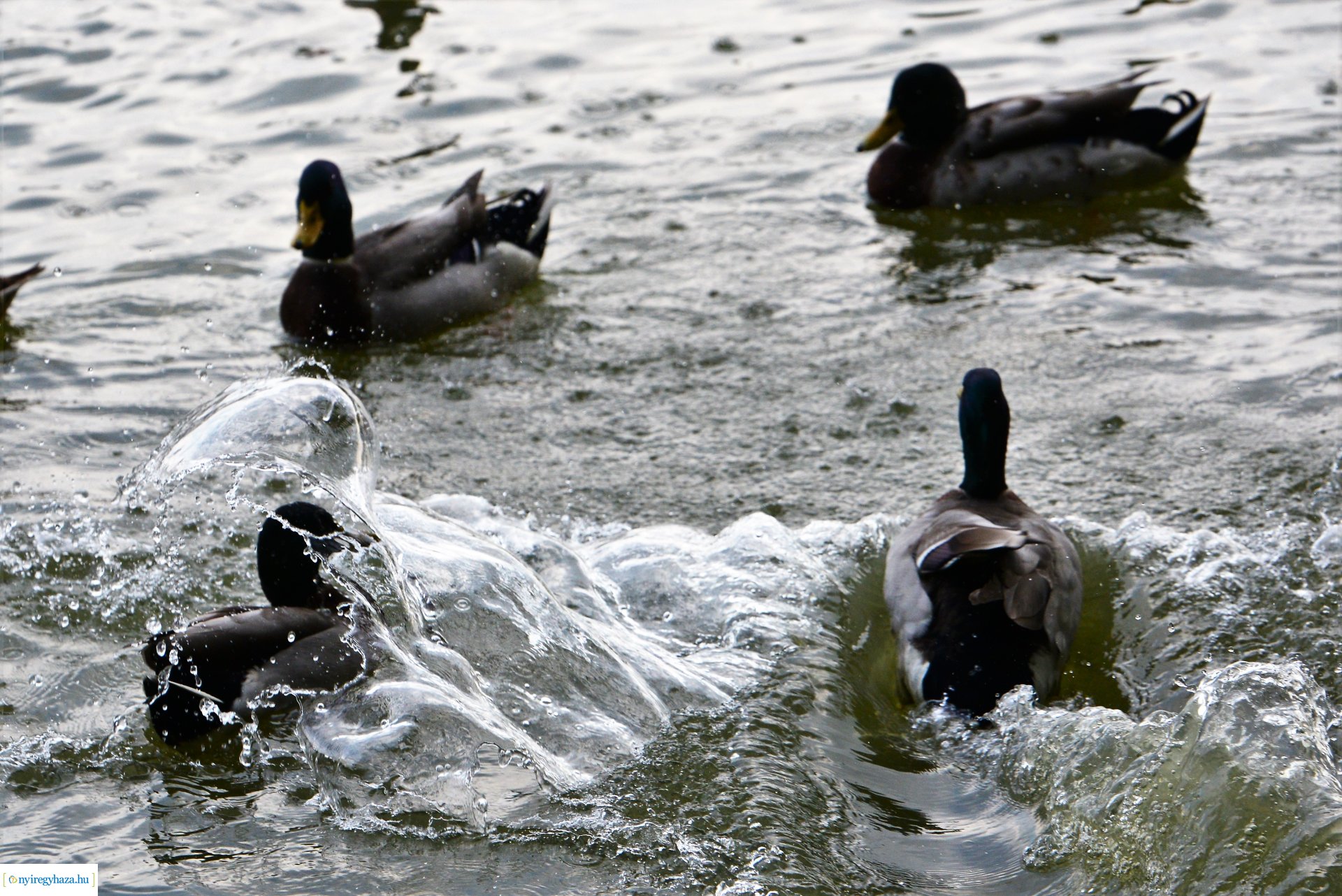Sóstóra beköszöntött az ősz