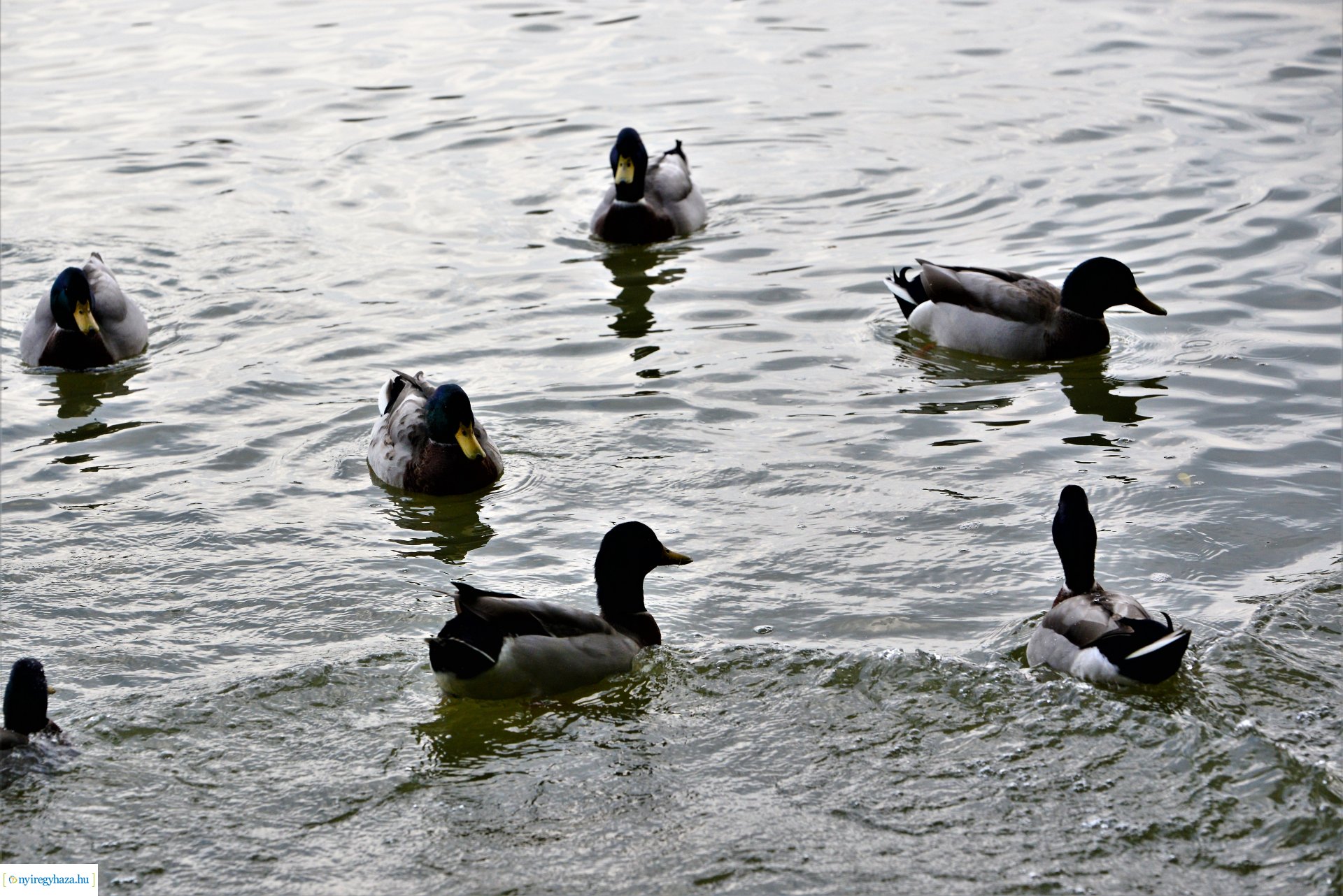 Sóstóra beköszöntött az ősz