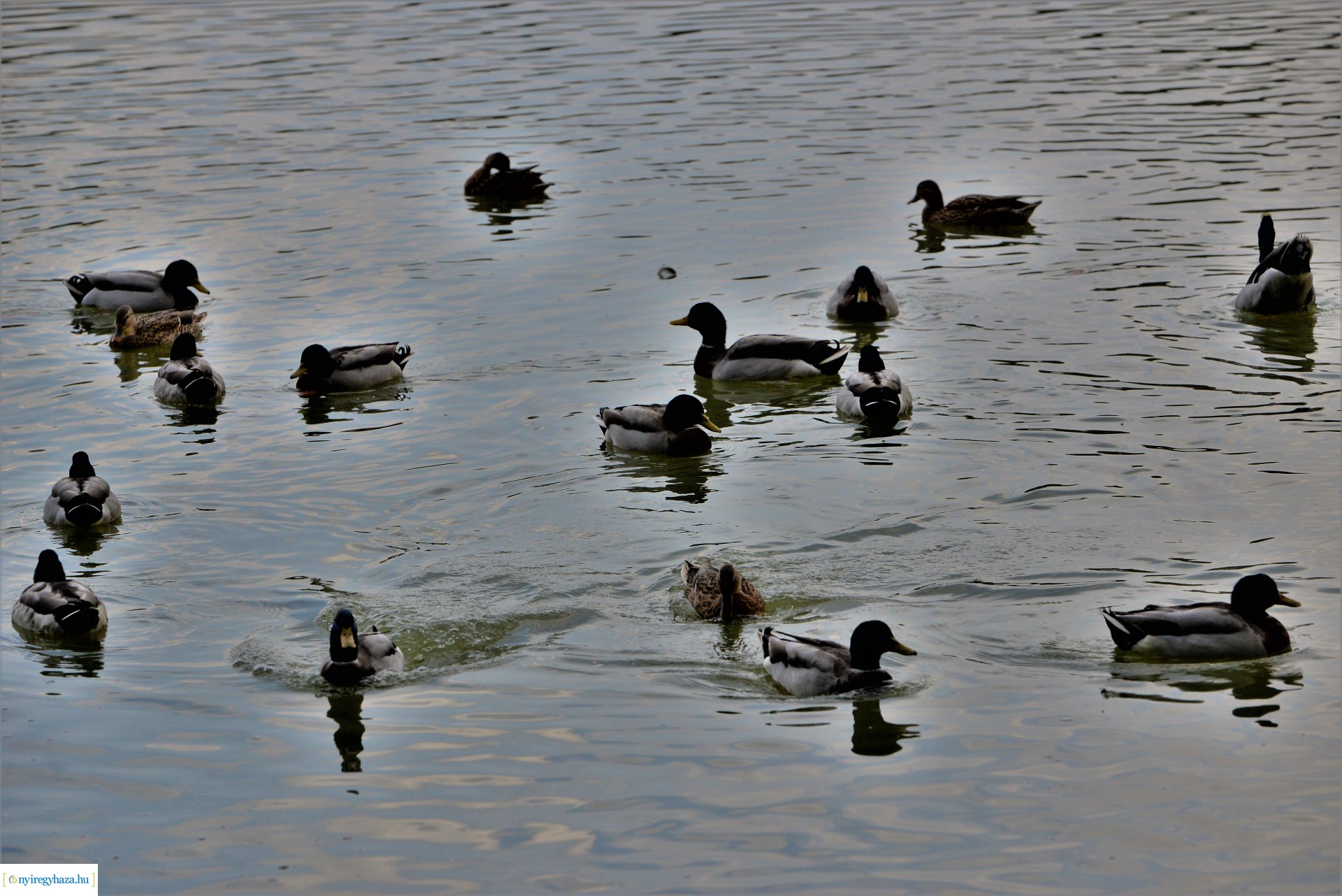 Sóstóra beköszöntött az ősz