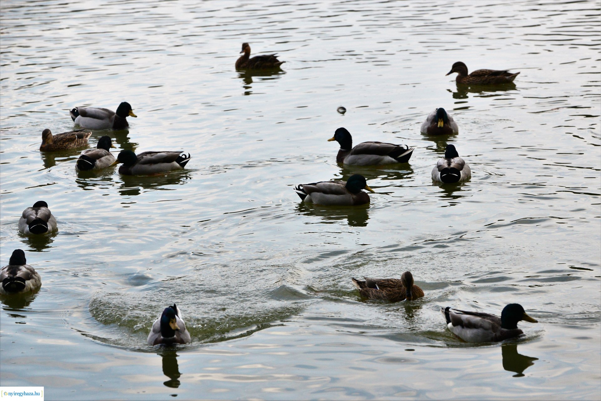 Sóstóra beköszöntött az ősz
