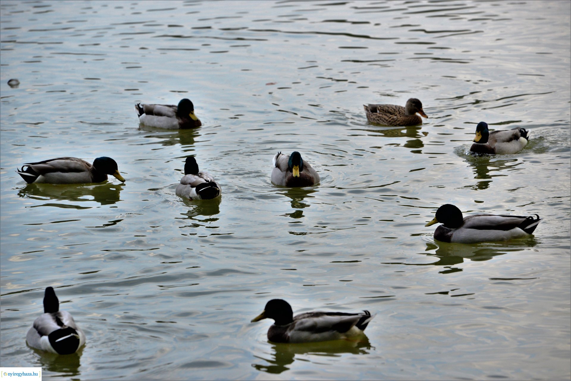 Sóstóra beköszöntött az ősz