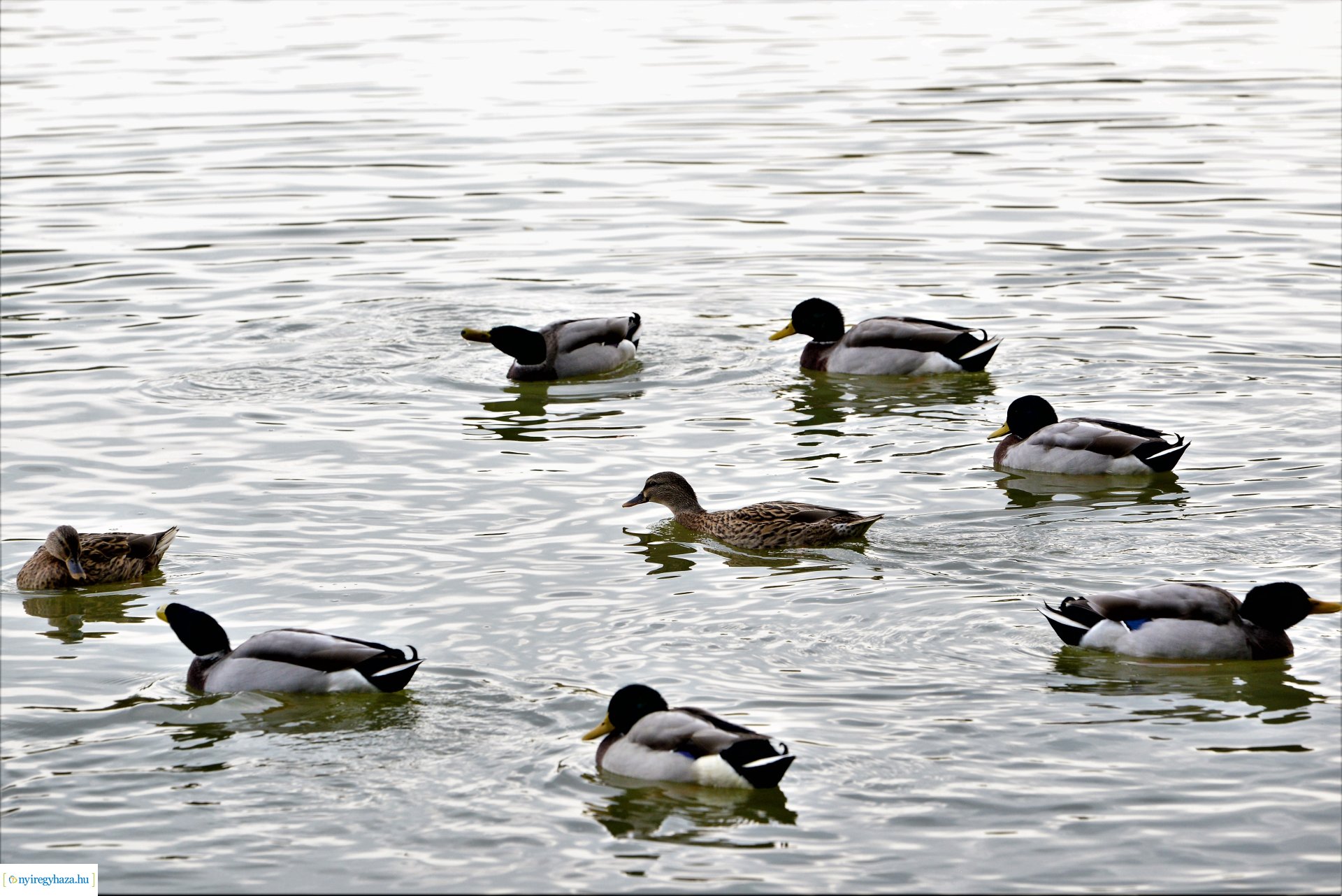 Sóstóra beköszöntött az ősz