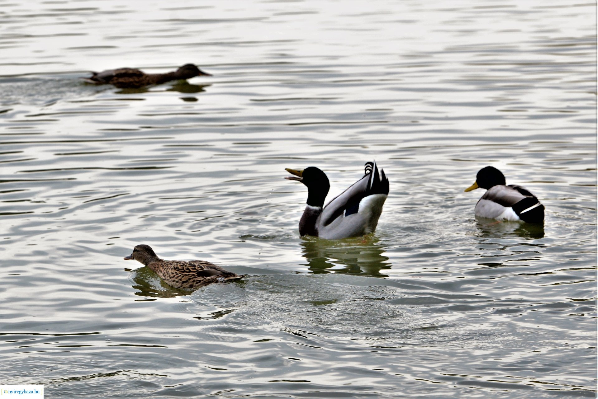 Sóstóra beköszöntött az ősz