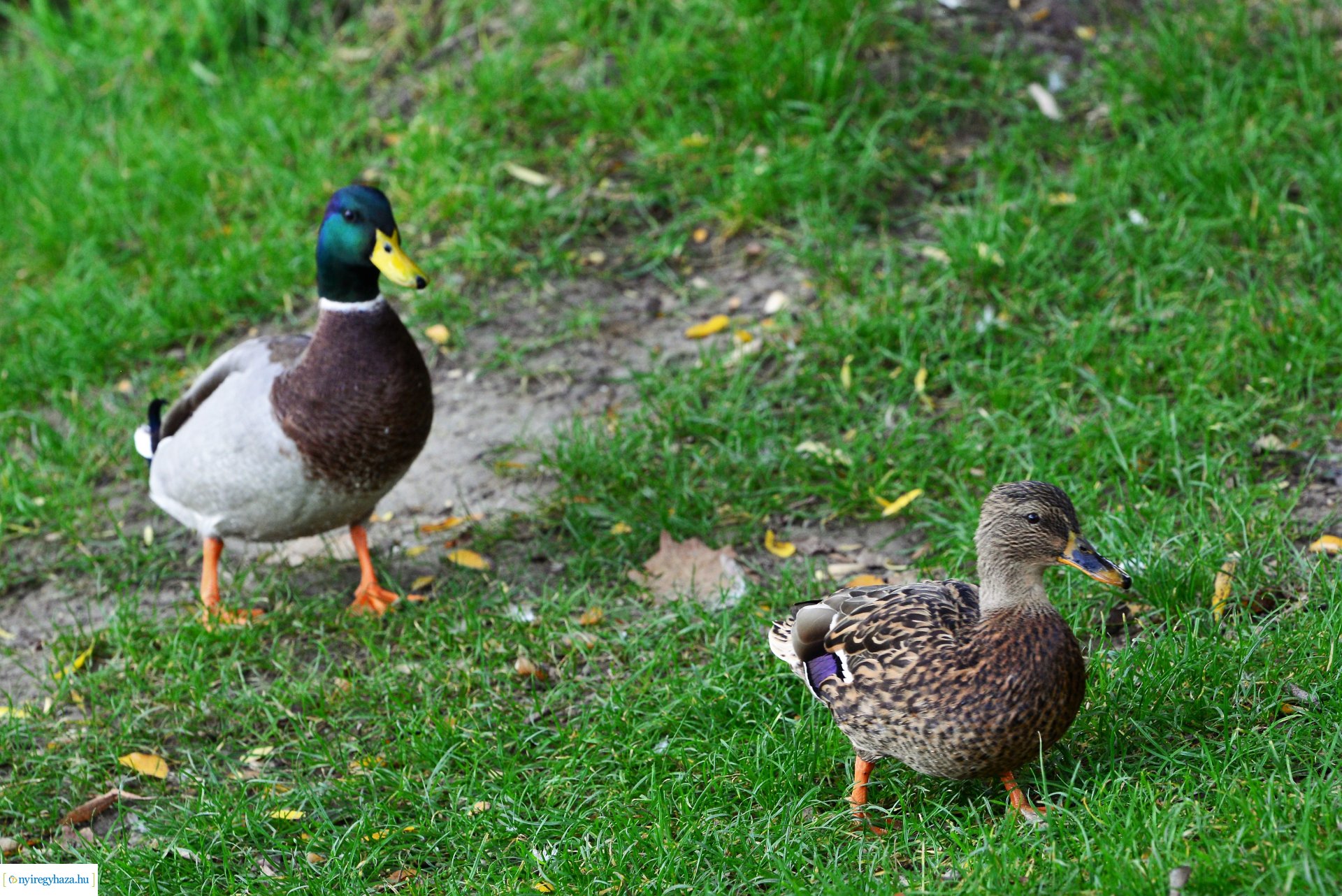 Sóstóra beköszöntött az ősz
