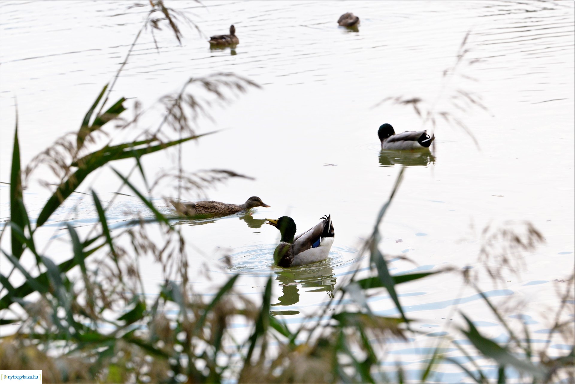 Sóstóra beköszöntött az ősz