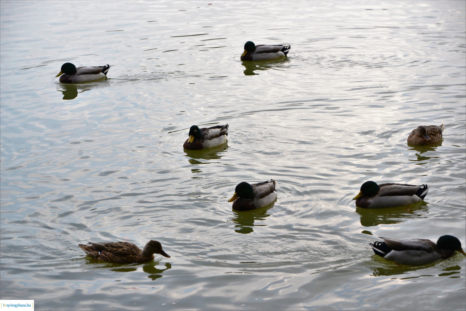 Sóstóra beköszöntött az ősz