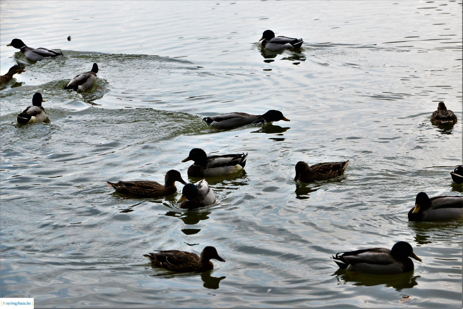Sóstóra beköszöntött az ősz