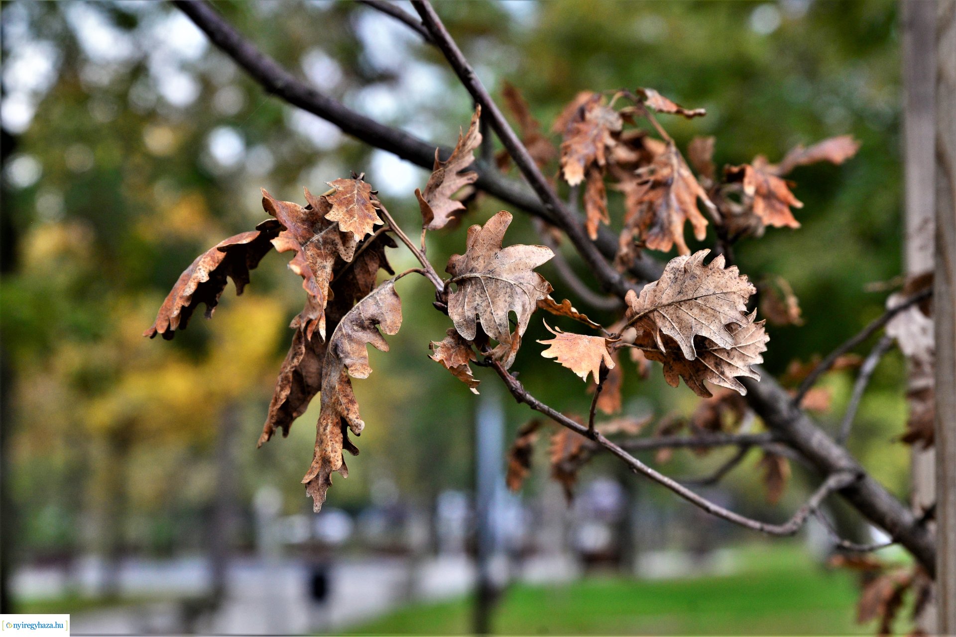 Sóstóra beköszöntött az ősz