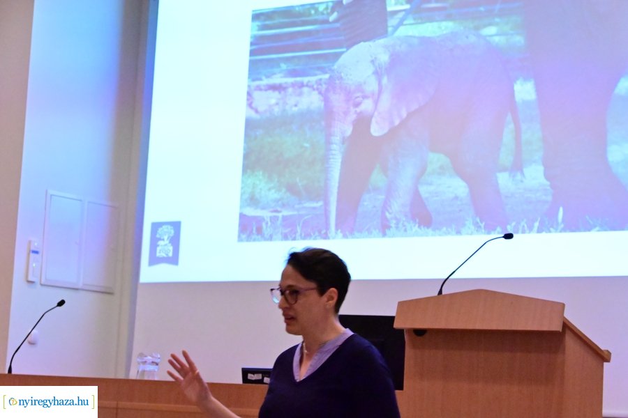 SóstóZoo kulisszatitkai