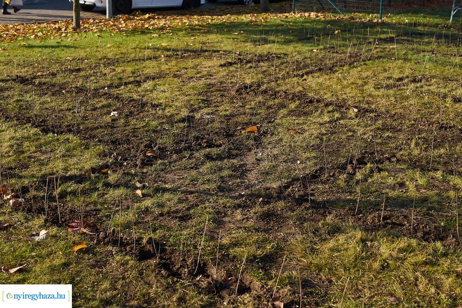 Sövénylabirintus átadó a kórházban