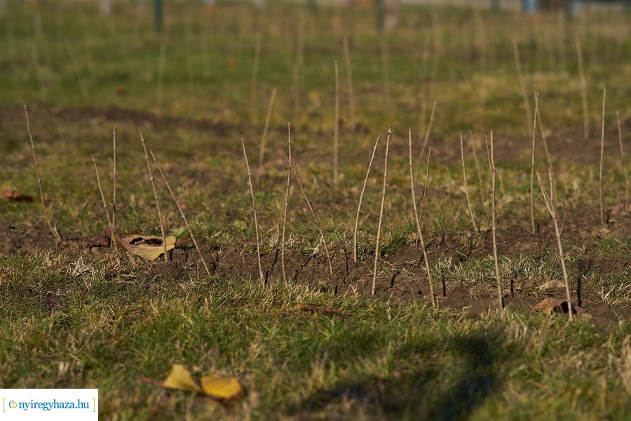 Sövénylabirintus átadó a kórházban
