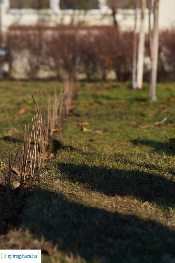 Sövénylabirintus átadó a kórházban