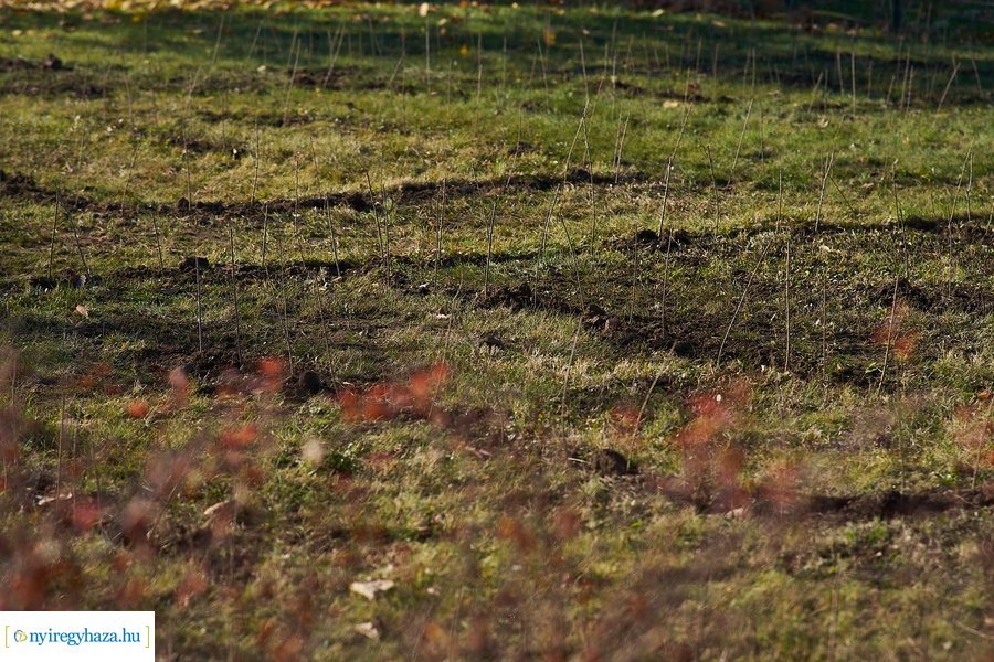 Sövénylabirintus átadó a kórházban