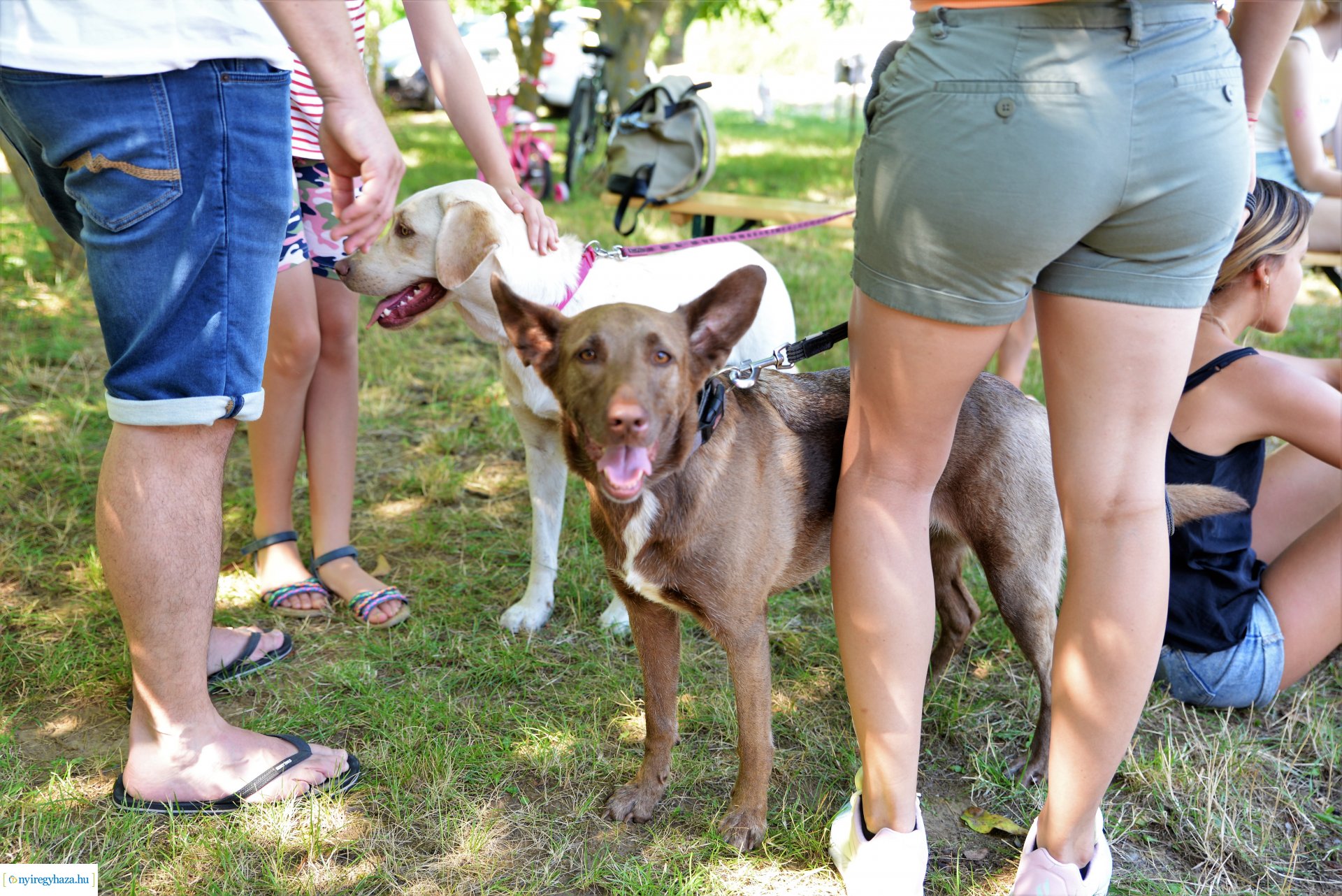 Sport és Családi Nap Sóstógyógyfürdőn