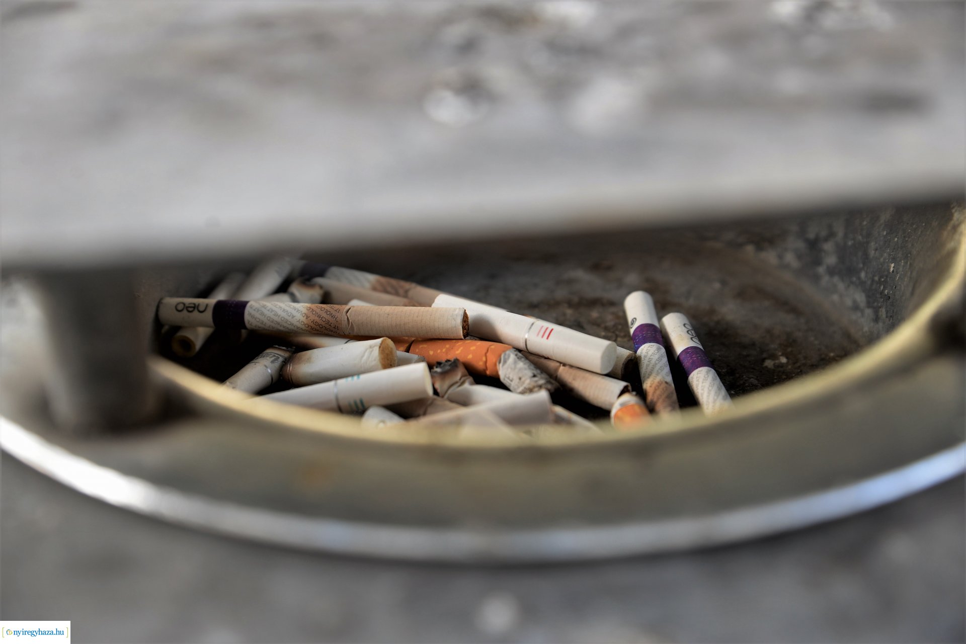 Stop cigicsikk! - sajtótájékoztató