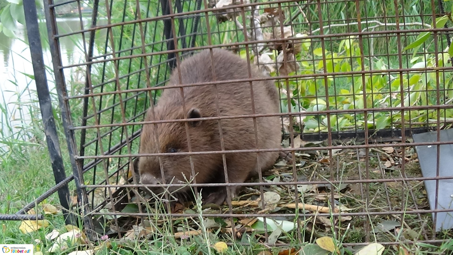 Szakember fogta be a sóstói károkozót