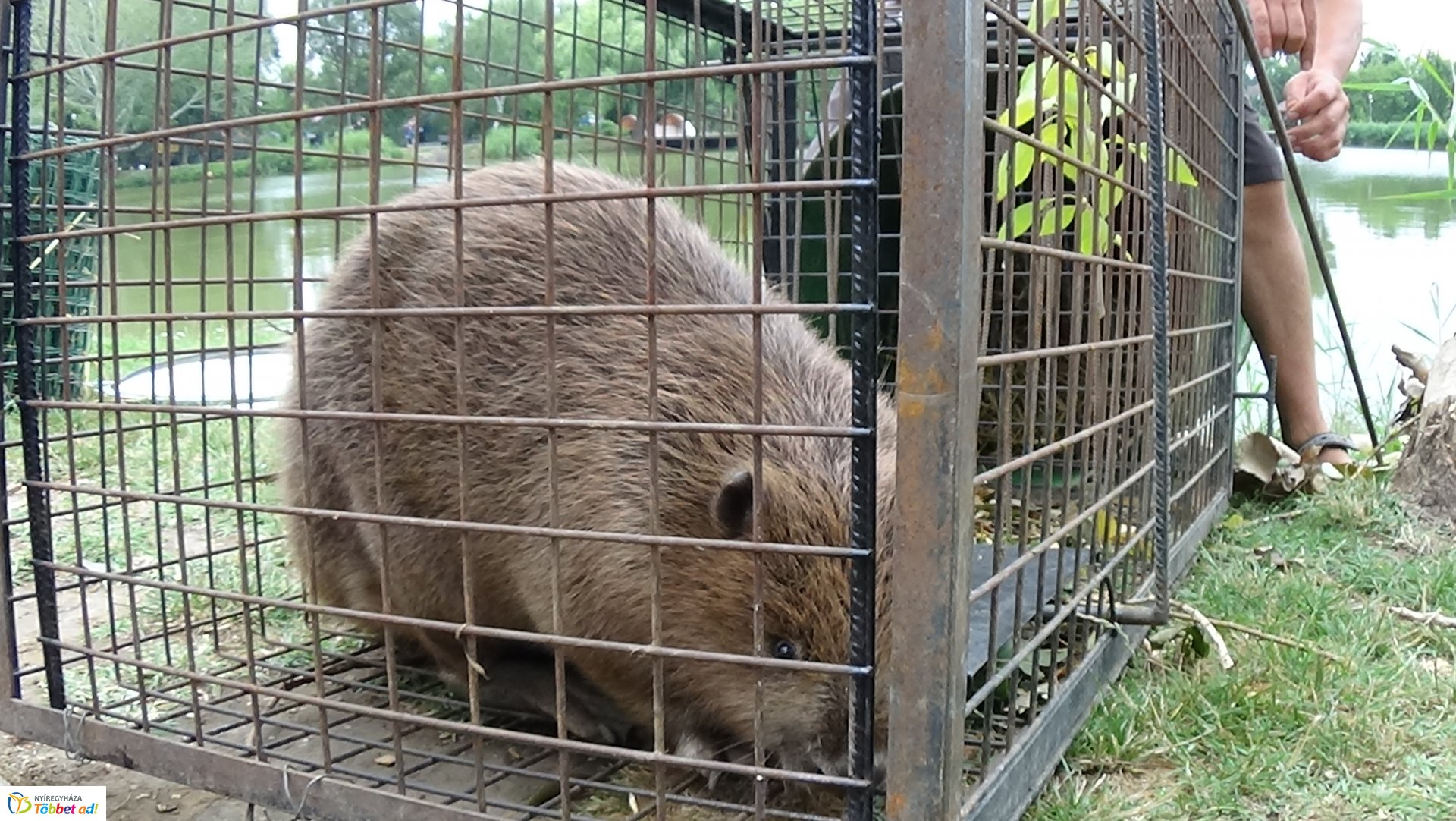 Szakember fogta be a sóstói károkozót