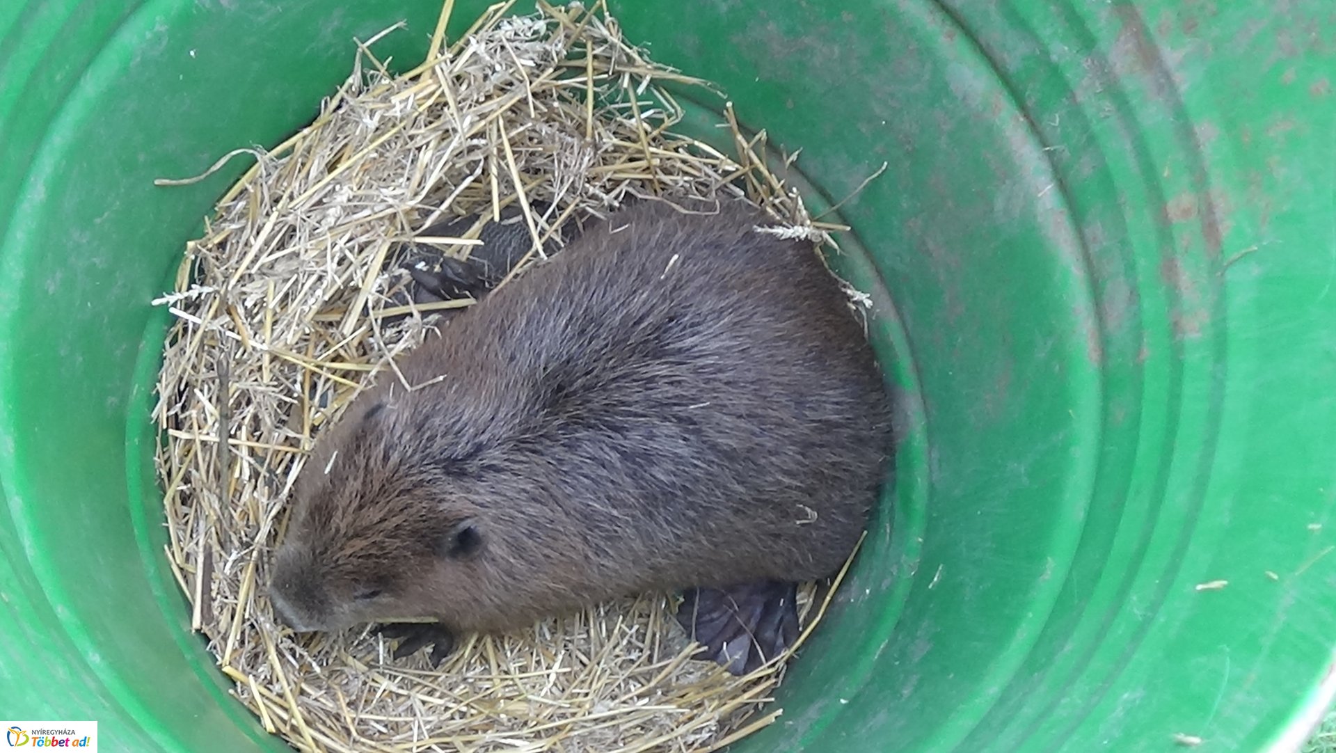 Szakember fogta be a sóstói károkozót