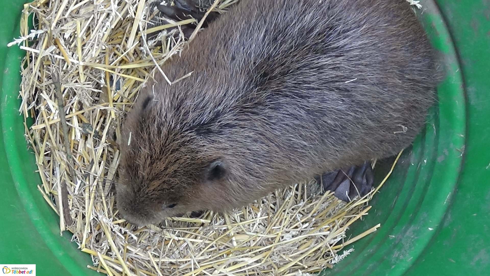 Szakember fogta be a sóstói károkozót