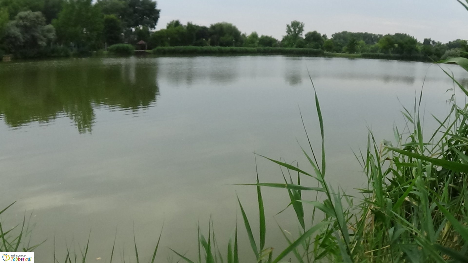 Szakember fogta be a sóstói károkozót