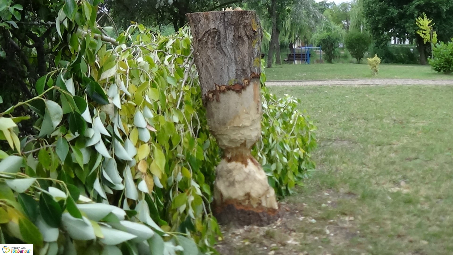Szakember fogta be a sóstói károkozót