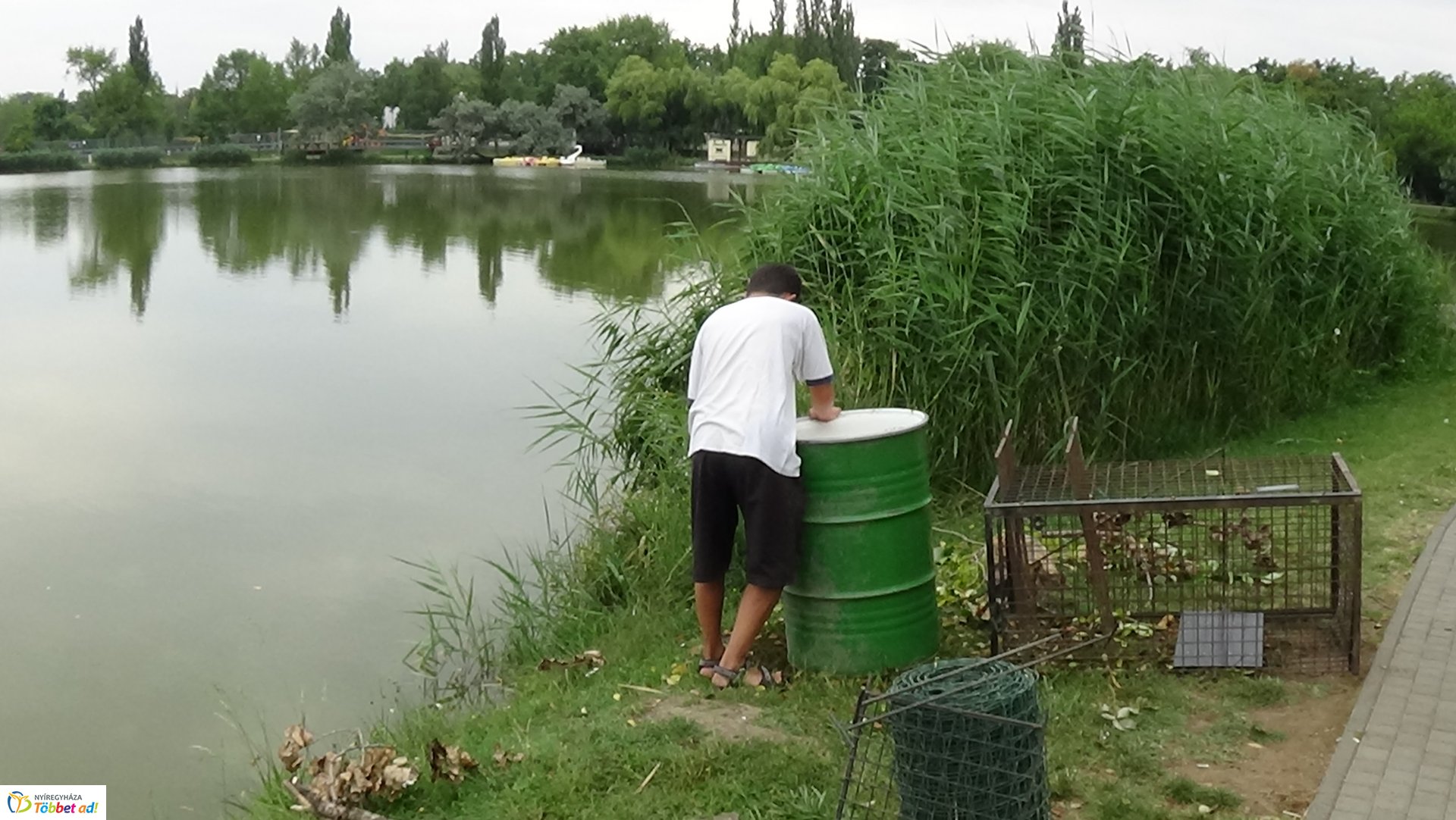 Szakember fogta be a sóstói károkozót