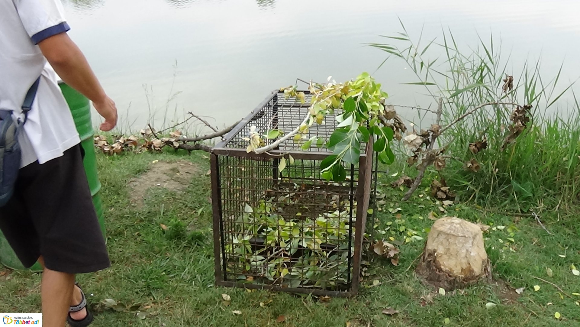 Szakember fogta be a sóstói károkozót