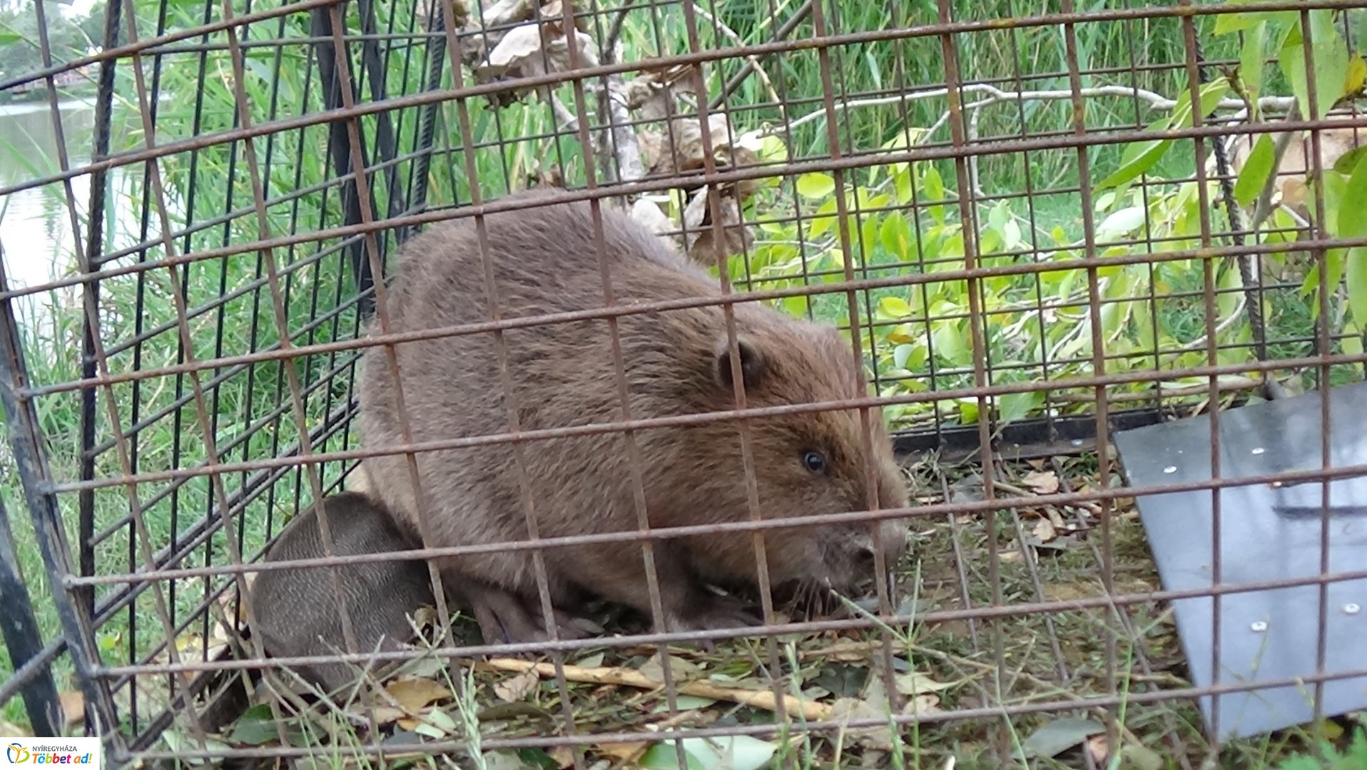 Szakember fogta be a sóstói károkozót