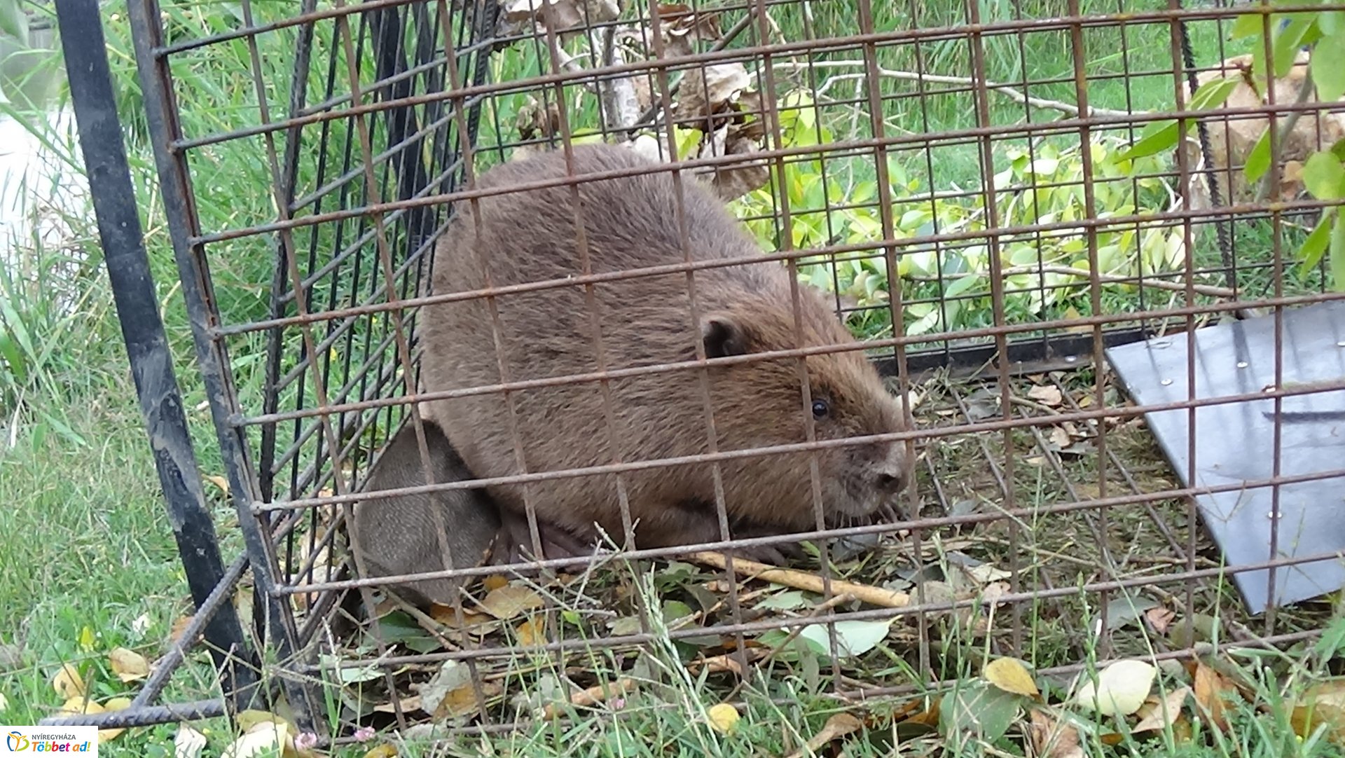Szakember fogta be a sóstói károkozót