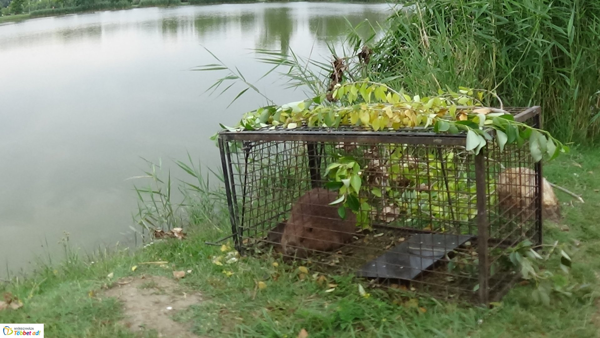 Szakember fogta be a sóstói károkozót
