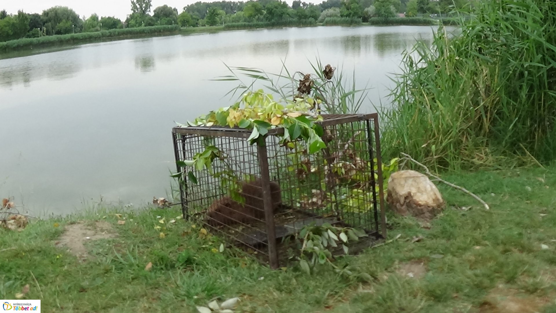 Szakember fogta be a sóstói károkozót