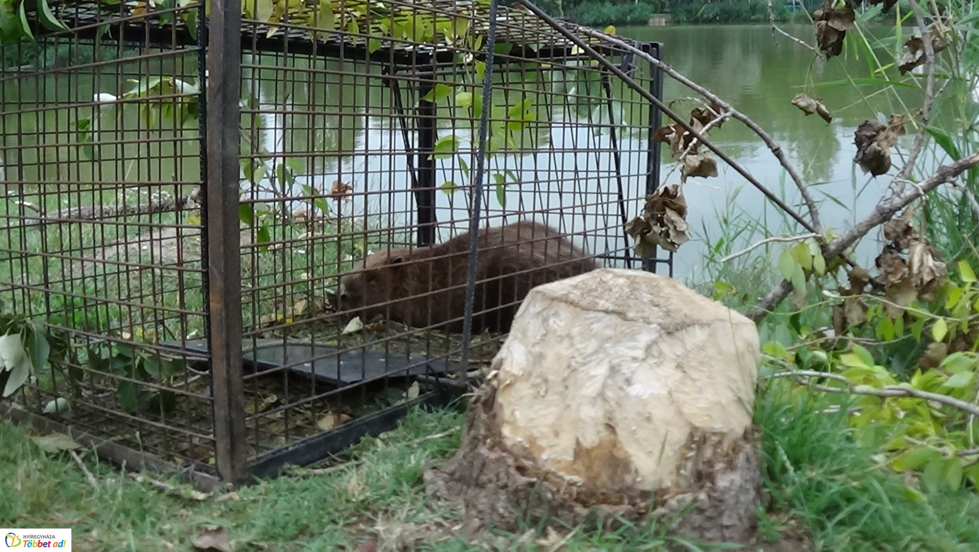 Szakember fogta be a sóstói károkozót