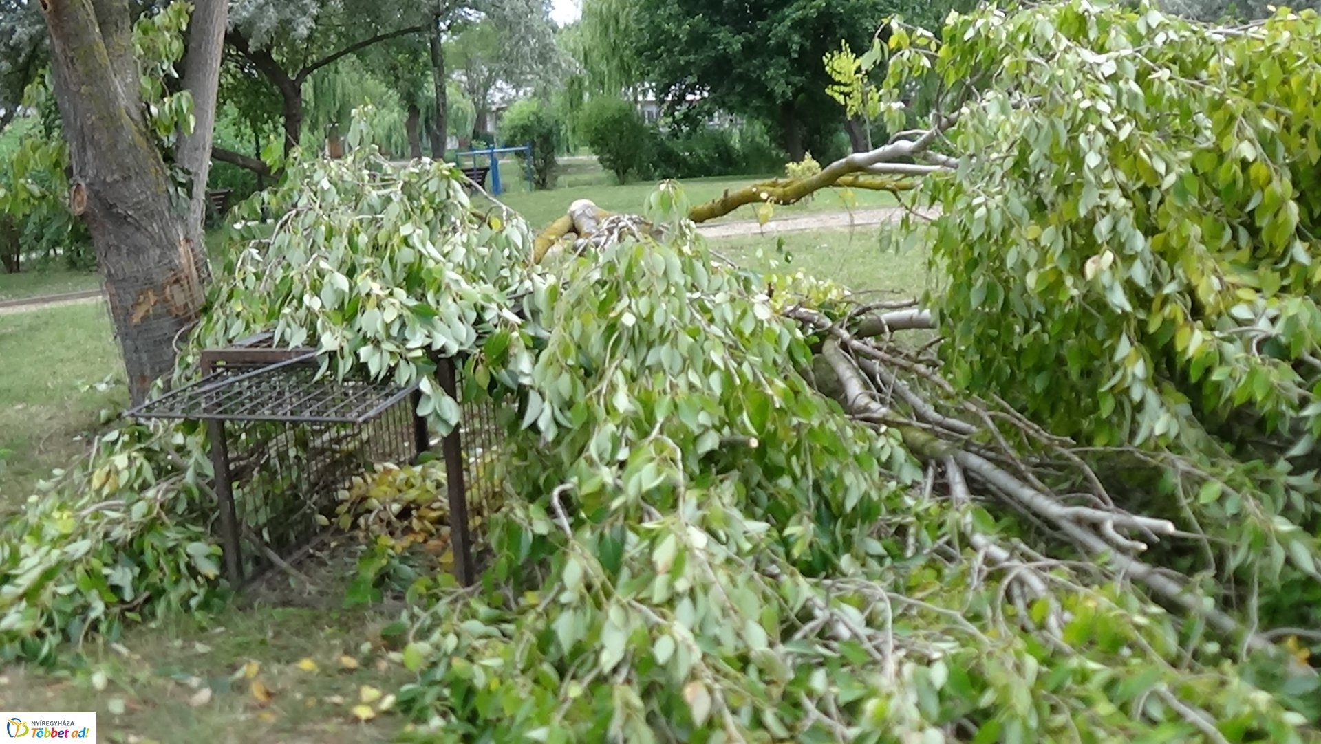 Szakember fogta be a sóstói károkozót