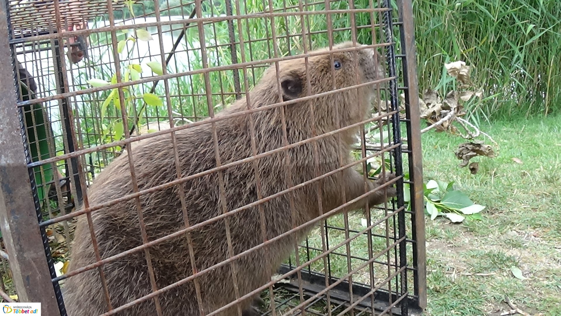 Szakember fogta be a sóstói károkozót