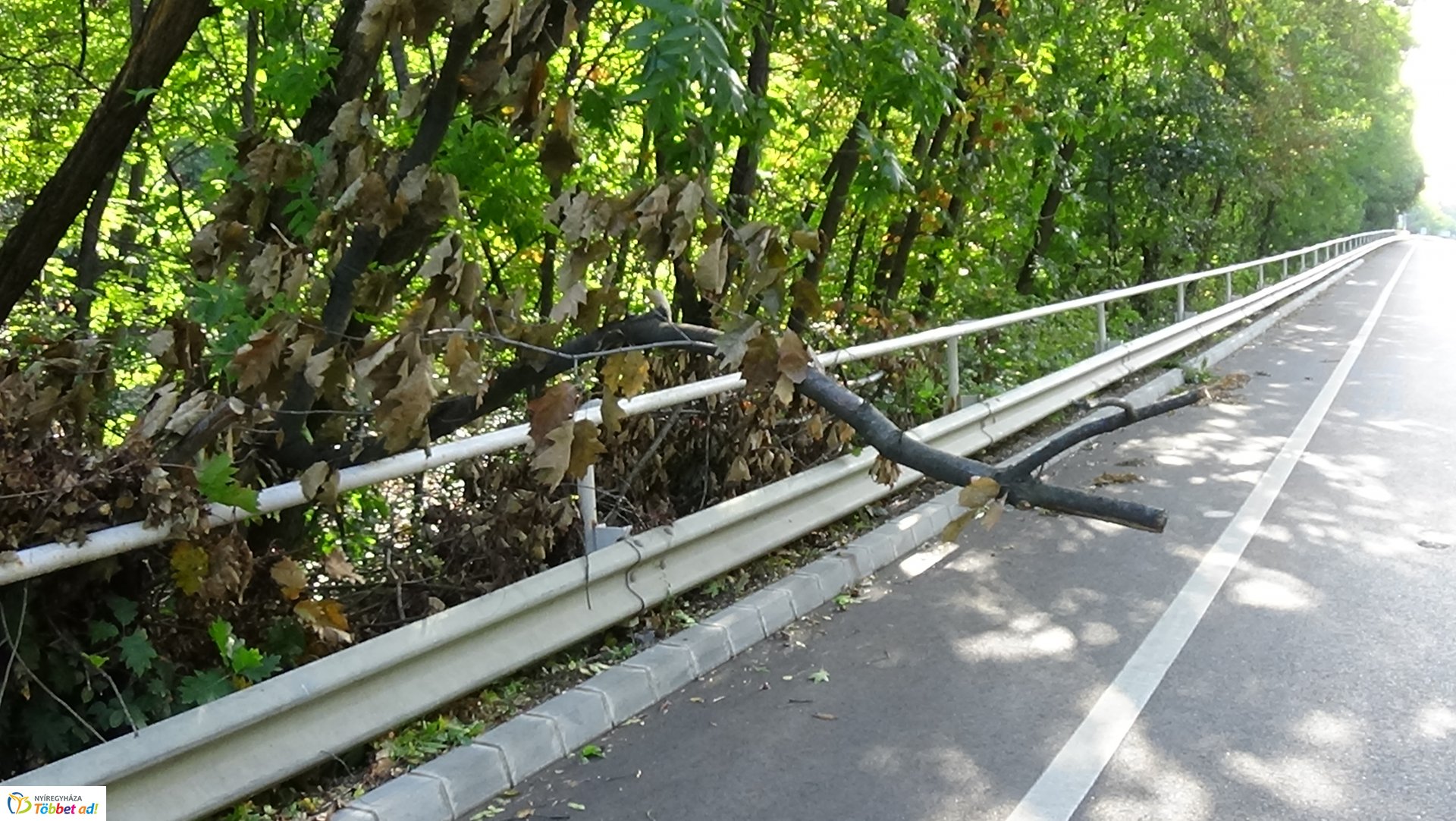 Száraz faág hajlott a Sóstói út forgalmi sávjára 