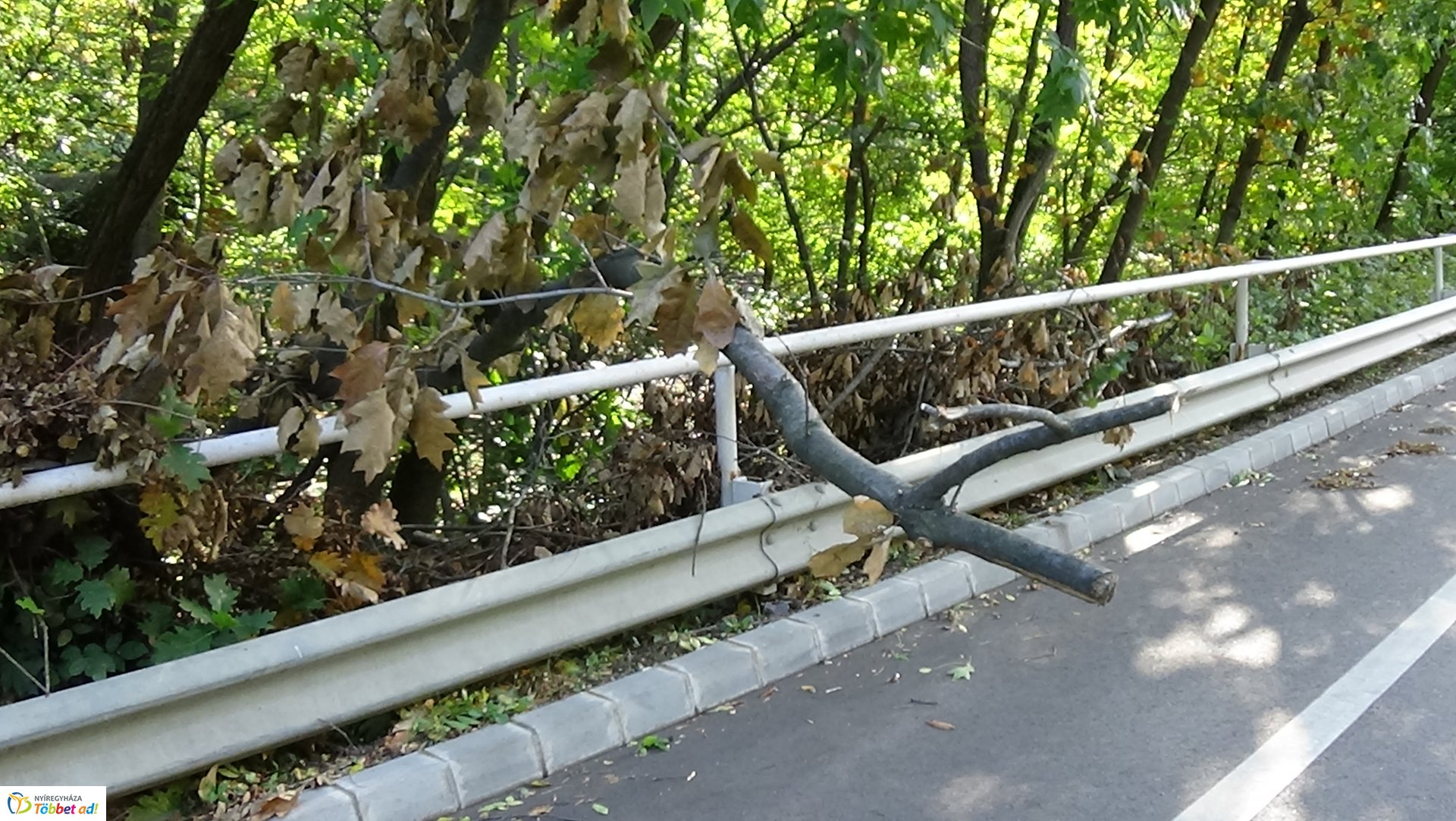 Száraz faág hajlott a Sóstói út forgalmi sávjára 