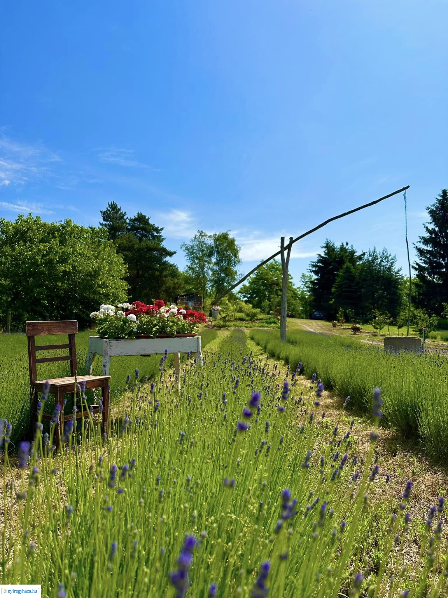 Szent Iván-éji naplementés levendulaszüret a Nyírturai Lev&ulában