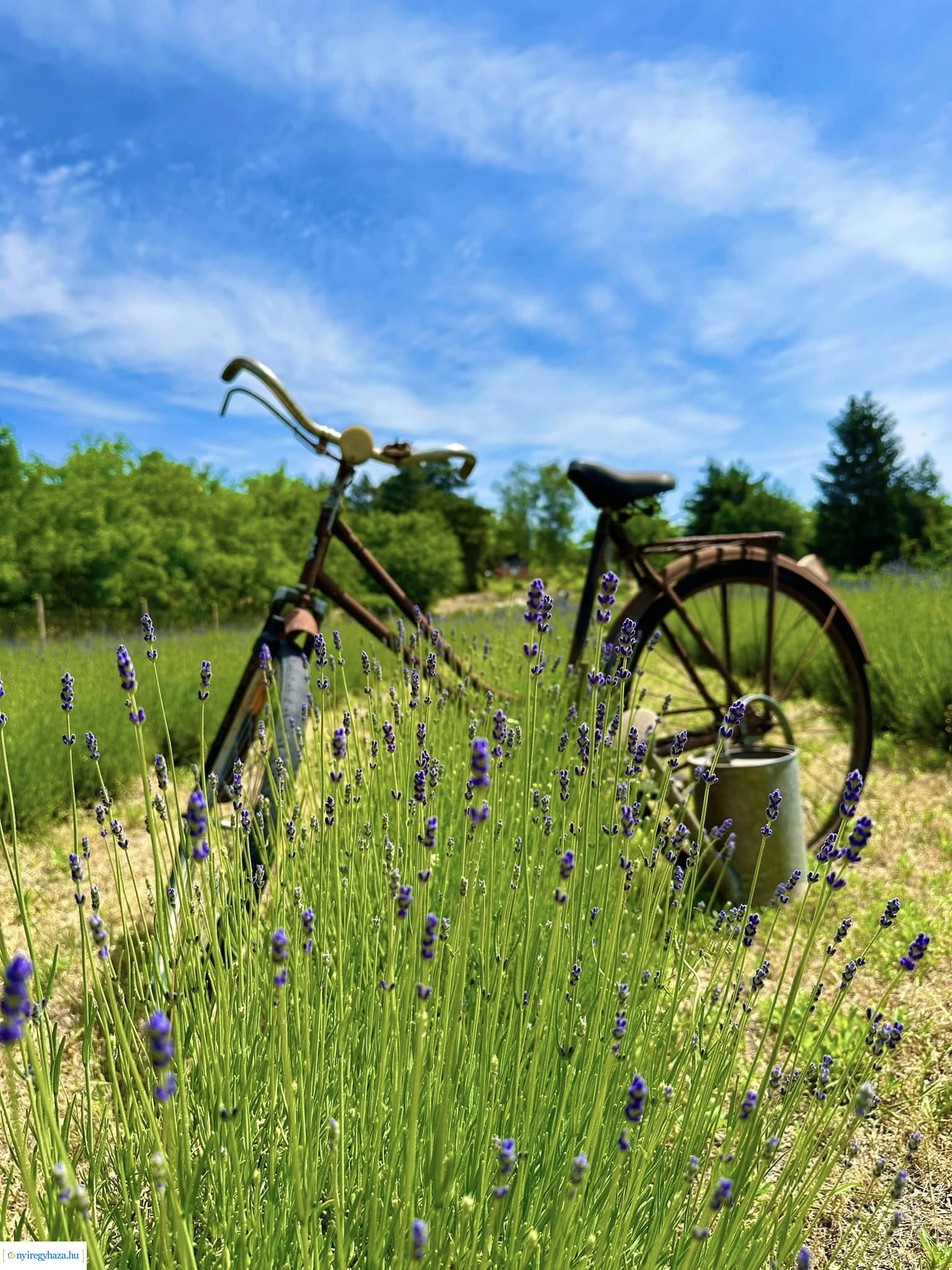 Szent Iván-éji naplementés levendulaszüret a Nyírturai Lev&ulában