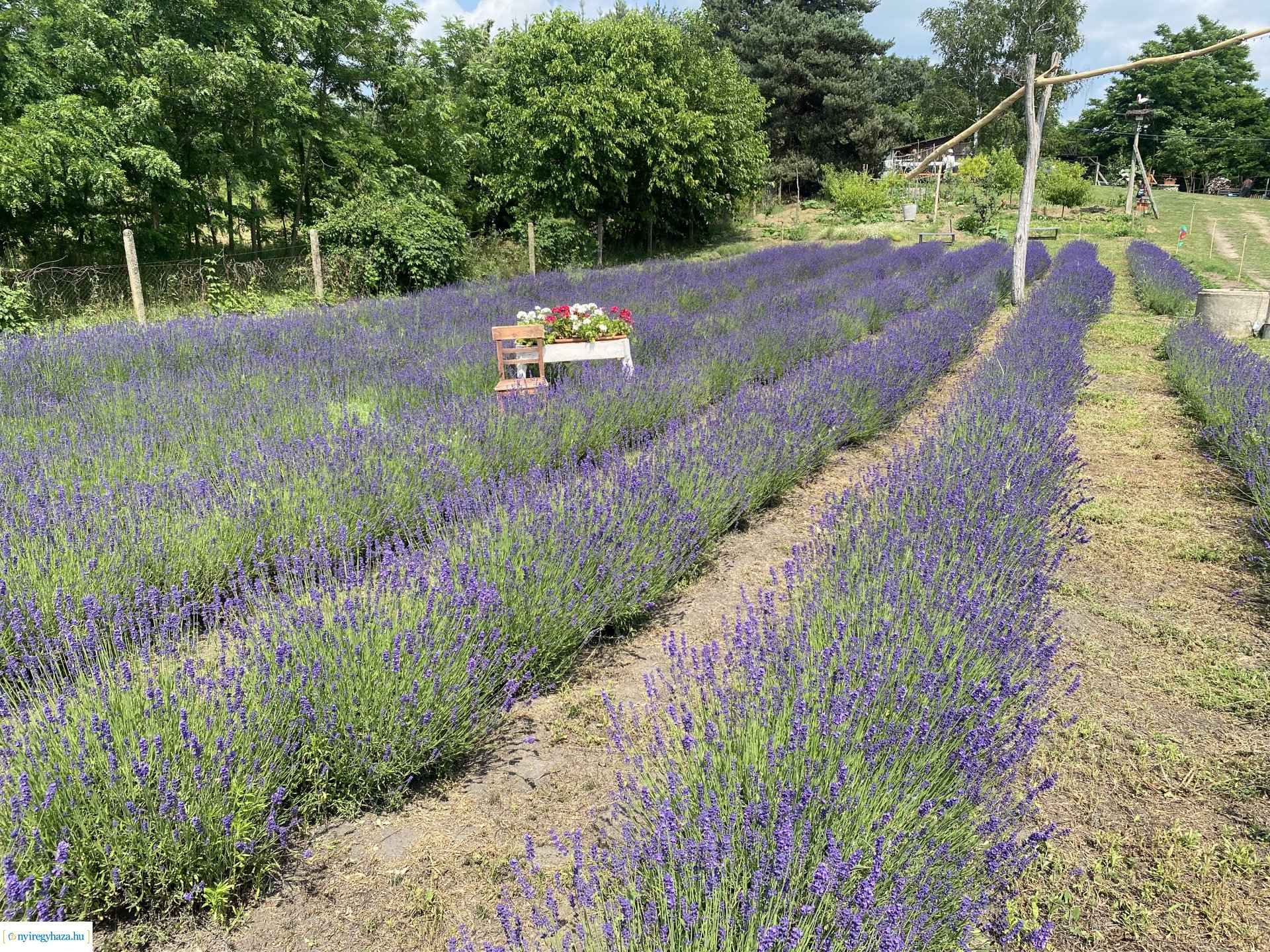Szent Iván-éji naplementés levendulaszüret a Nyírturai Lev&ulában