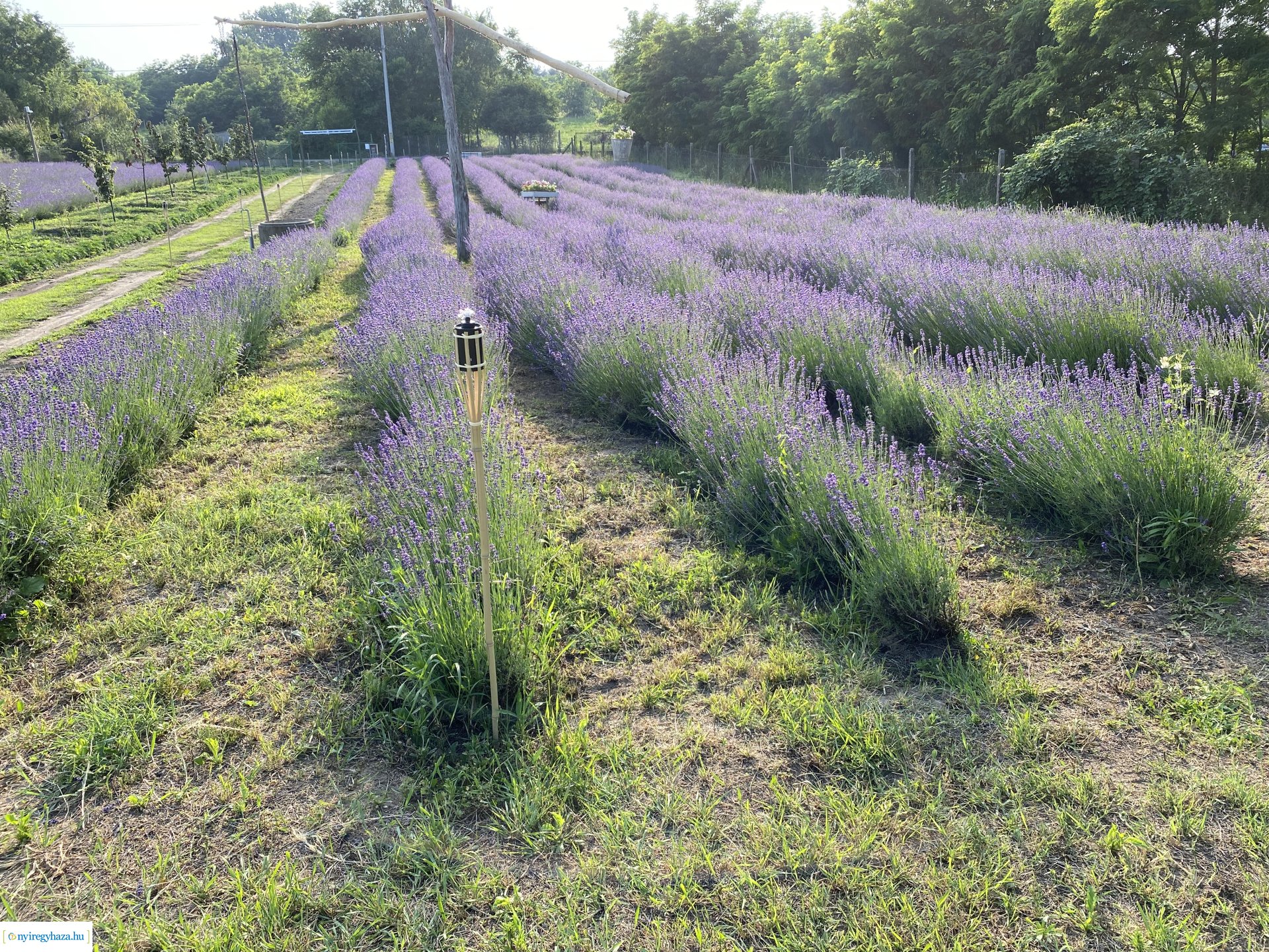 Szent Iván-éji naplementés levendulaszüret a Nyírturai Lev&ulában