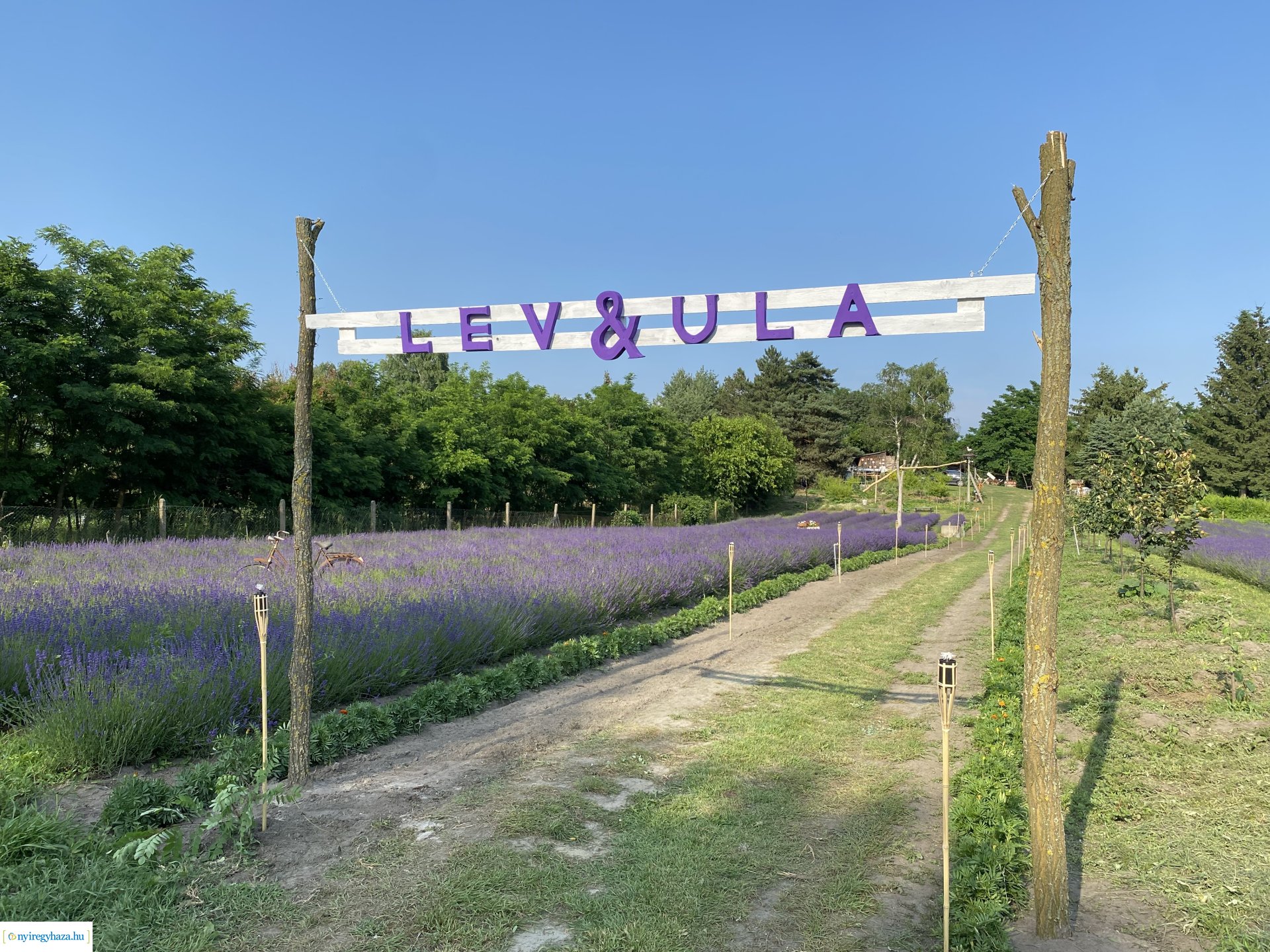 Szent Iván-éji naplementés levendulaszüret a Nyírturai Lev&ulában