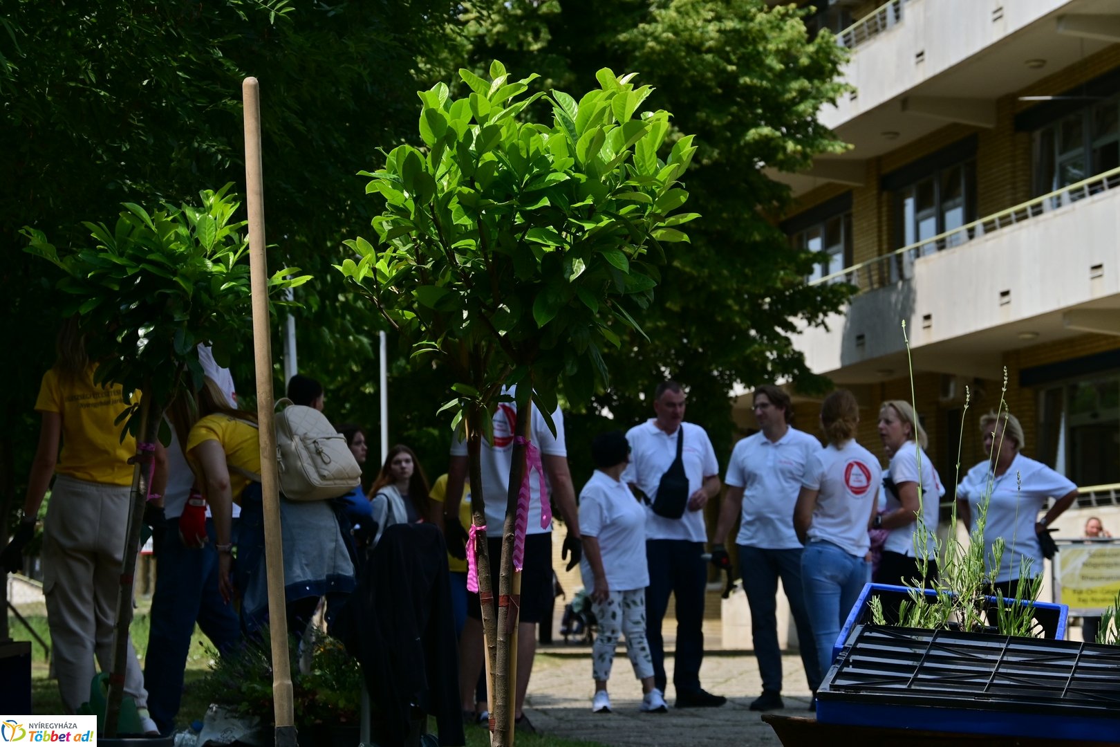 Szépíts, Építs, Parkosíts - SZÉP program a Jósa András kórházban