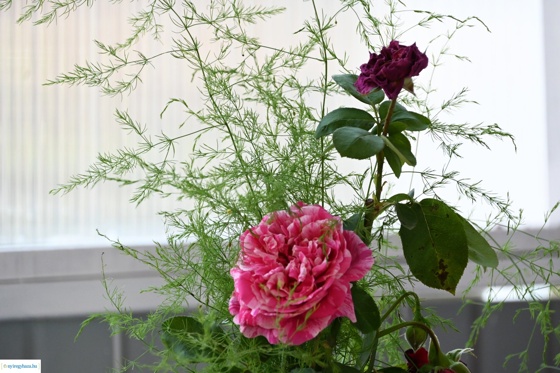 Szépkorú köszöntés - Papp Jánosné 95 éves lett