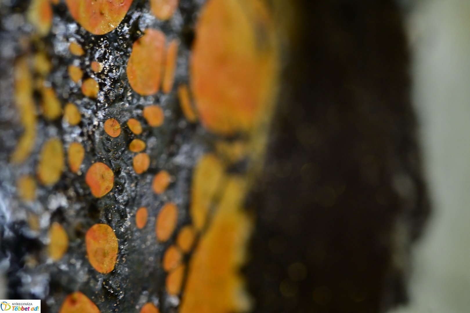 Színköd és Fényformák kiállítás 2025 májusában