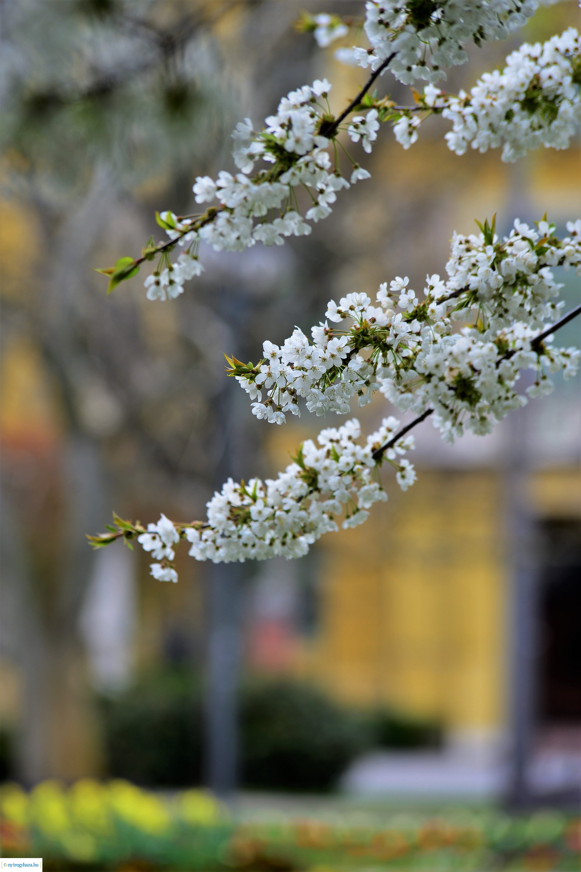 Színpompás belvárosunk